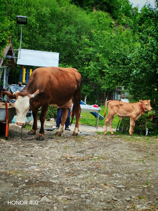 Vaca de vânzare tânără