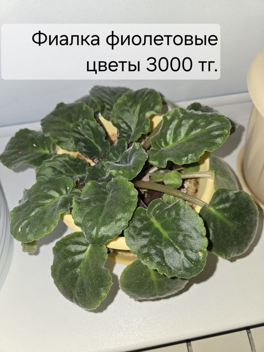 Комнатные ,здоровые цветы