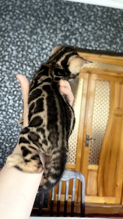Бенгальские котят!!