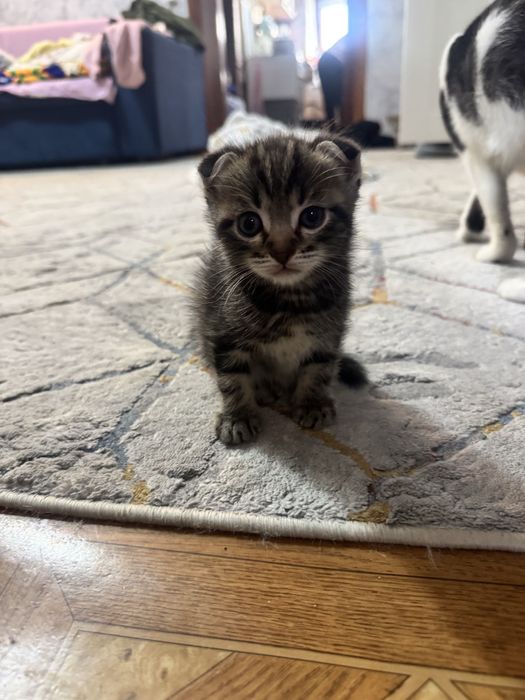 Шотландские котята