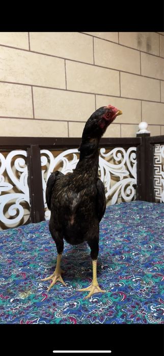 Дакан Китай-Кореец мекендер