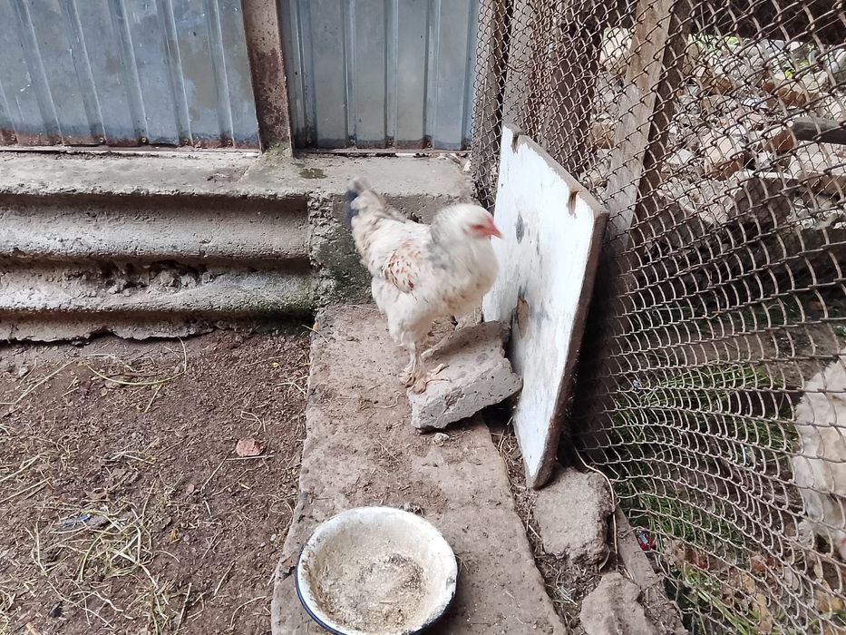 Күрік тауыққққққққққққ