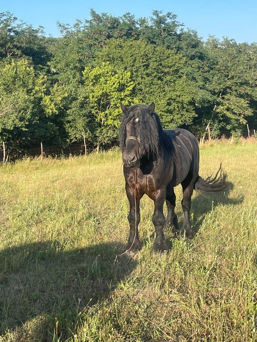 Armasar negru cuminte