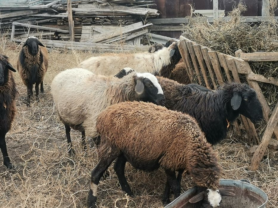 оптам баранов продам