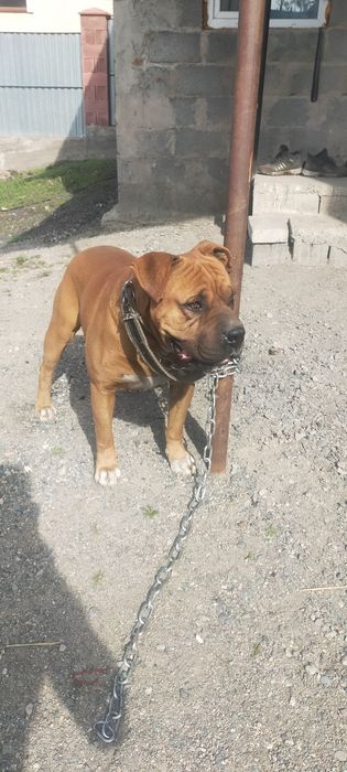 Продам немецкого баксера