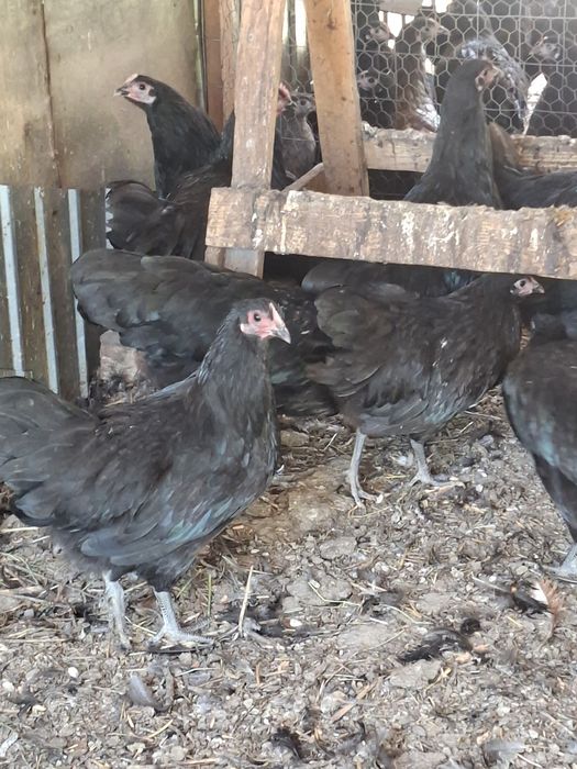 Gaini australorp