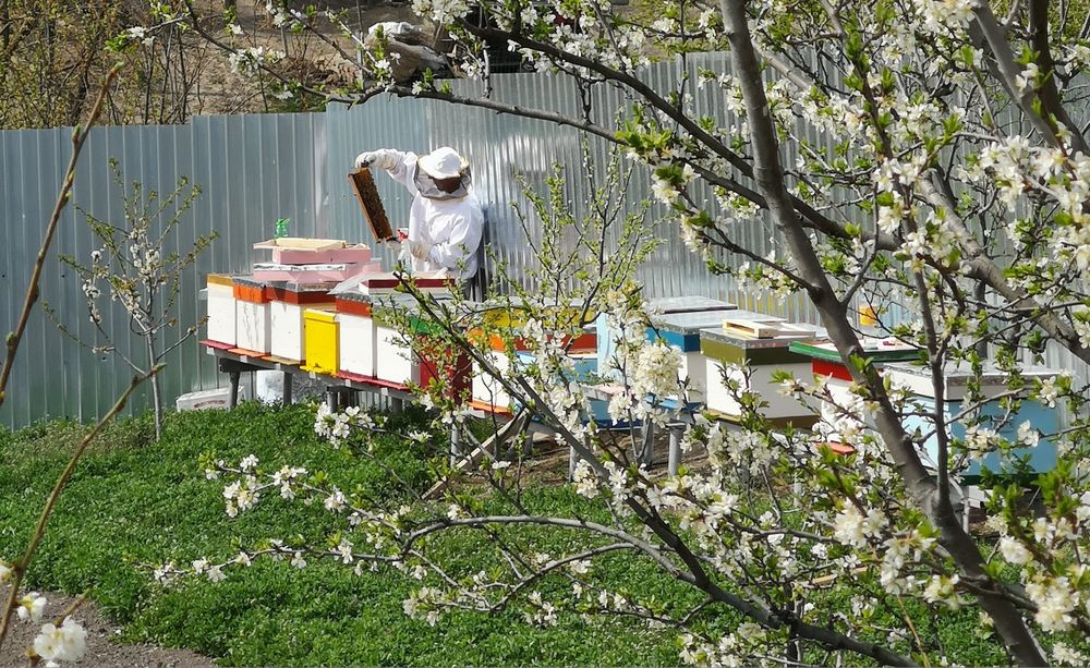 Miere de albine naturală