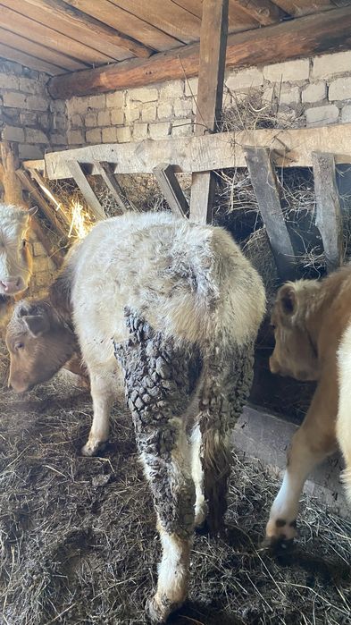 Продам на откорме