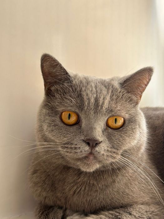 Британская кошка