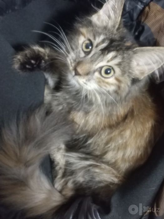 Котёнок девочка бесплатно