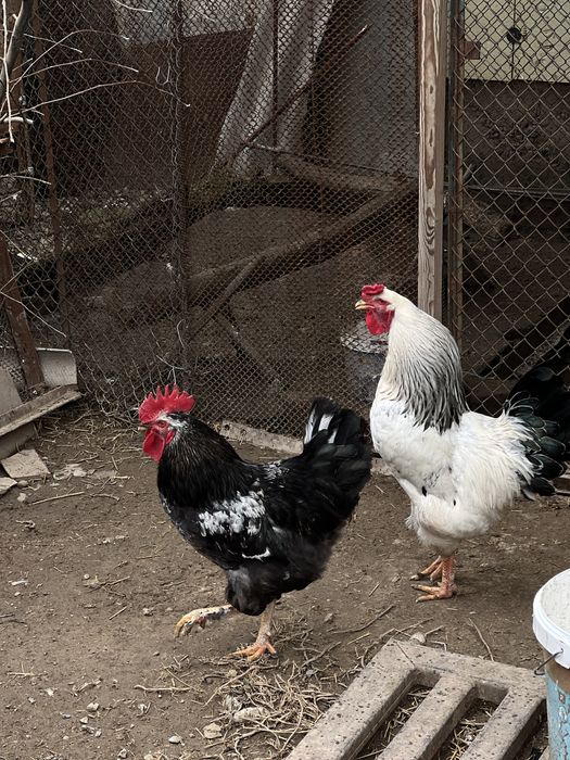 Продаю 2 петуха