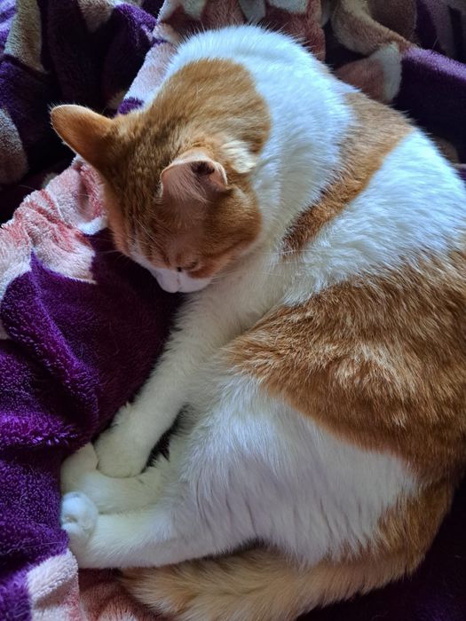 Ласковый домашний кот в добрые руки!