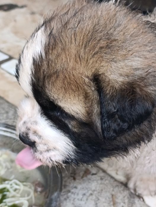 Московская сторожевая