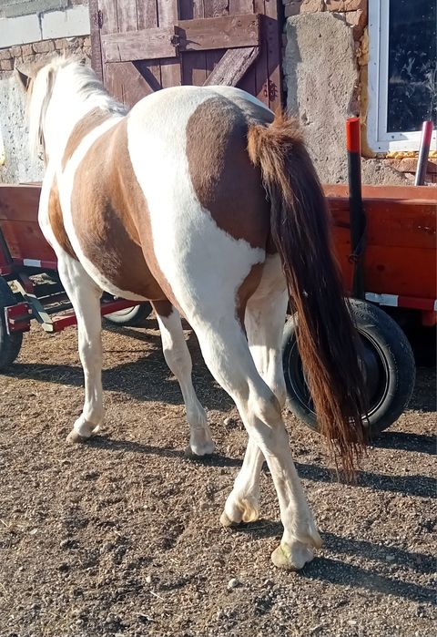 Harmasar pinto pentru monta