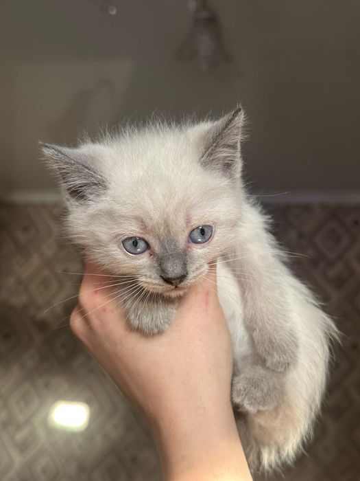 Котята ищут добрую семью