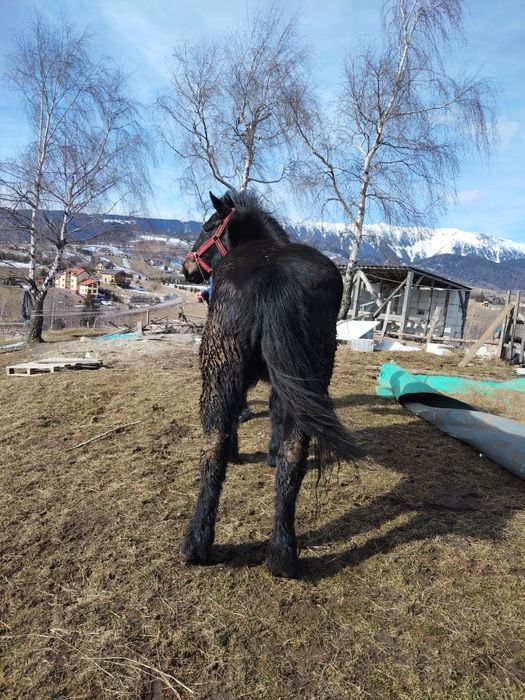 2 Cai de vânzare - sunați pt. detalii