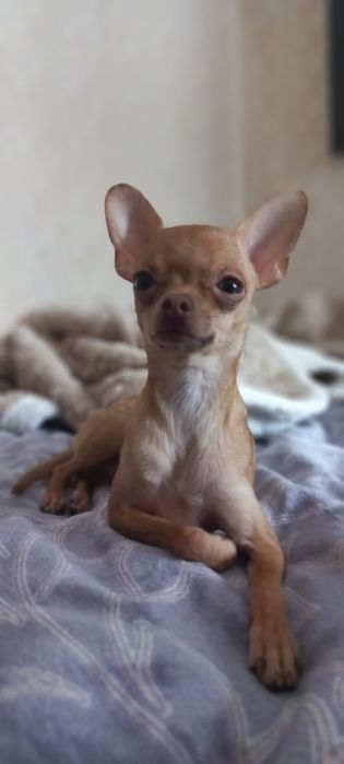 Кобель ищет невесту. Вязка.