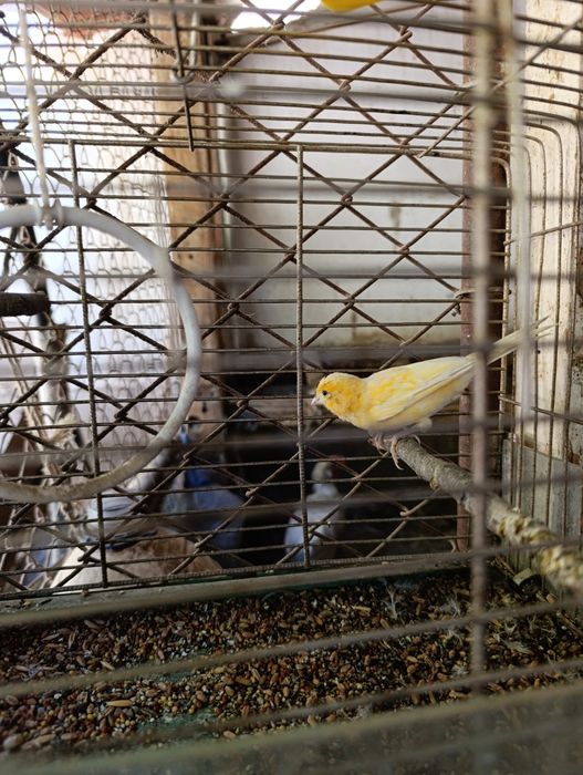 Золотой Себрайт японский