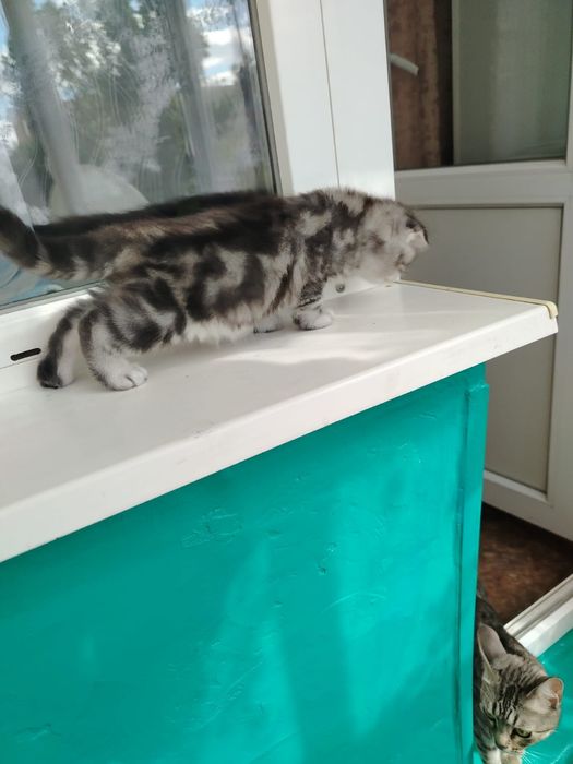 Шотландский котенок