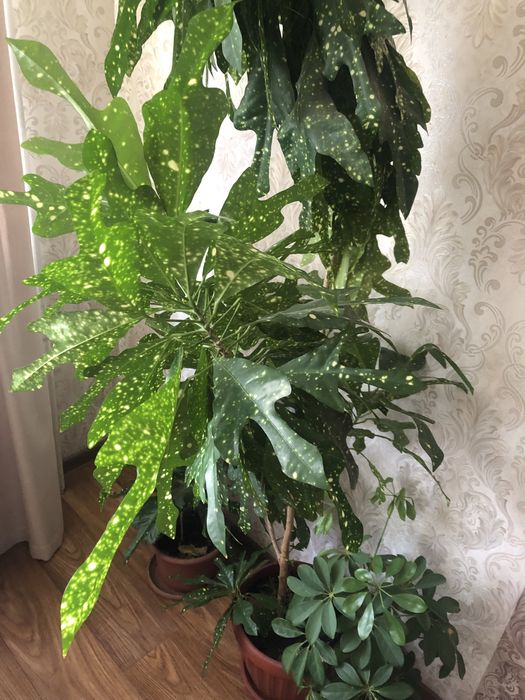 Продам Кротончики