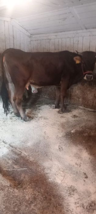 Vând vaca bruna gistanta