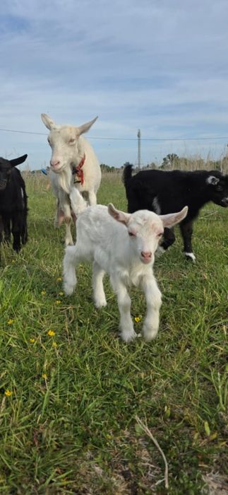 Продам козлят мальчики и девочки