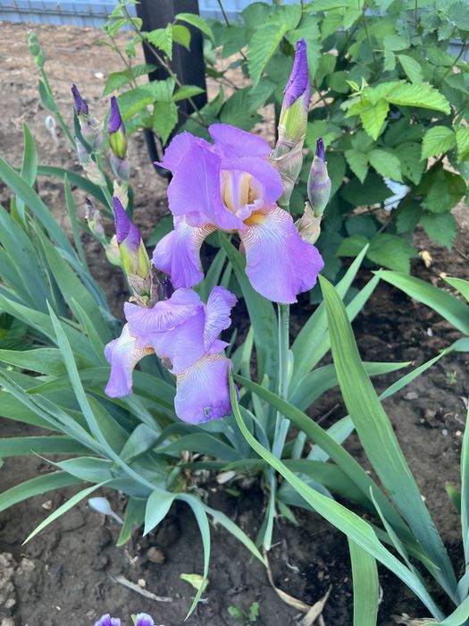 Многолетние цветы