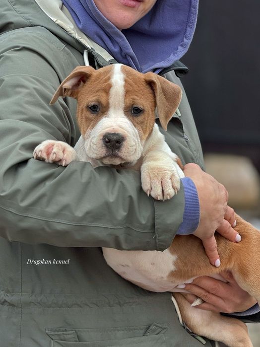 Pui amstaff rasa pură cu pedigree
