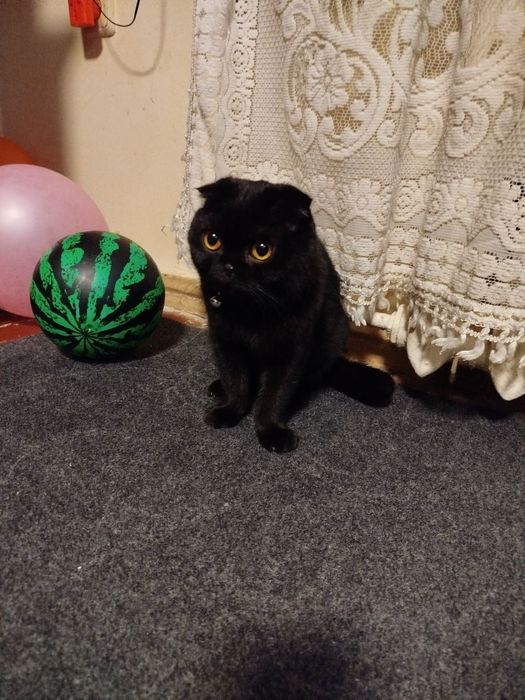 Кошка порода скоттиш фолд