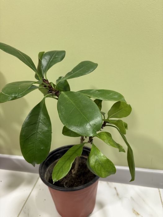 Фикус орех циатиспула