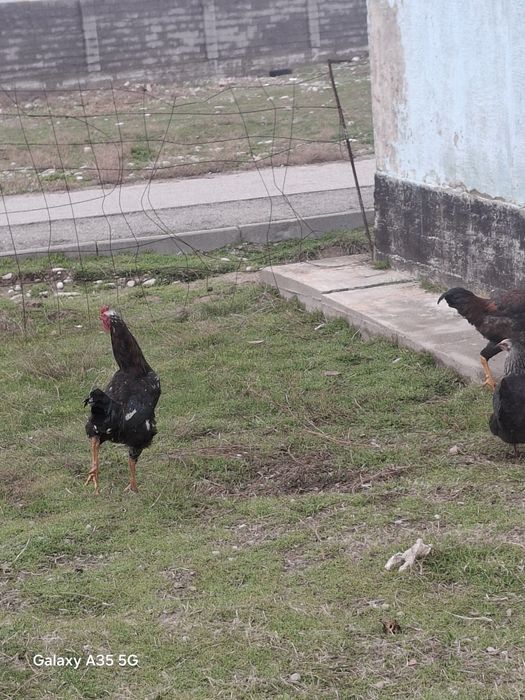 ҚОРАЗ келісім бар