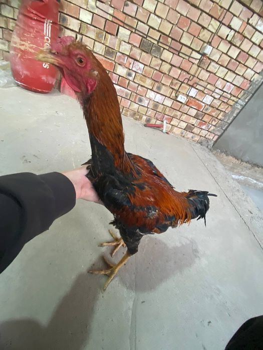 Dakan xoroz sotiladi