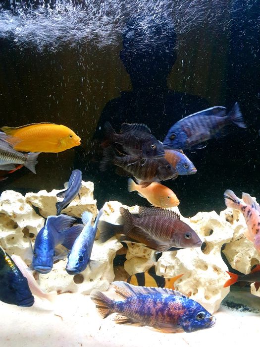 Продам Аквариум с рыбками и с тмбочко 30 штук.