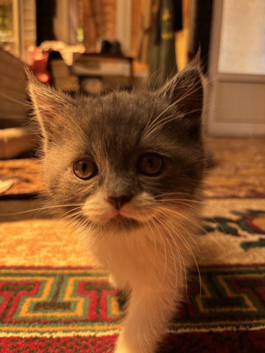 продаются котята