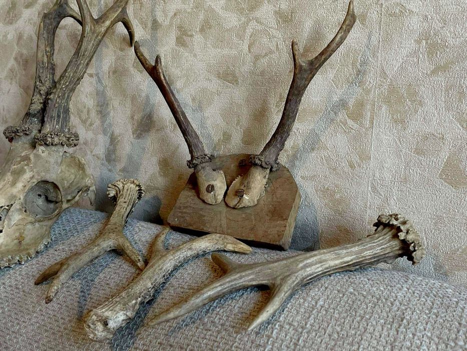 Еленски рога с череп