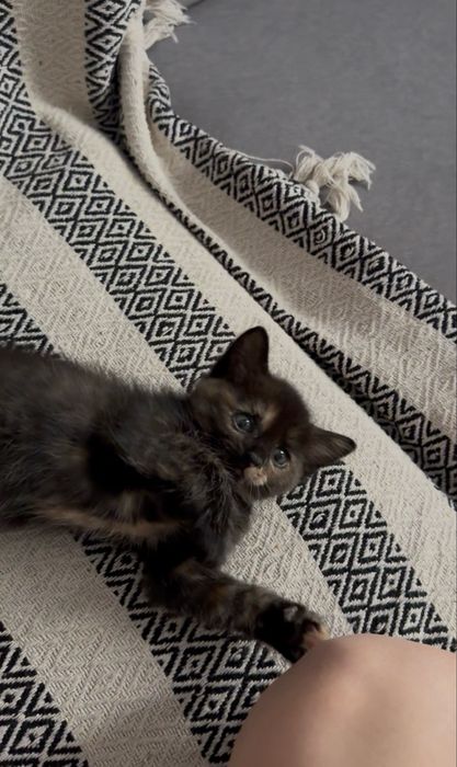 отдам котят домашних