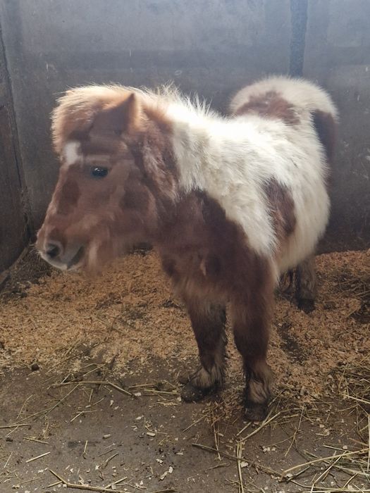 Пони шарено женско
