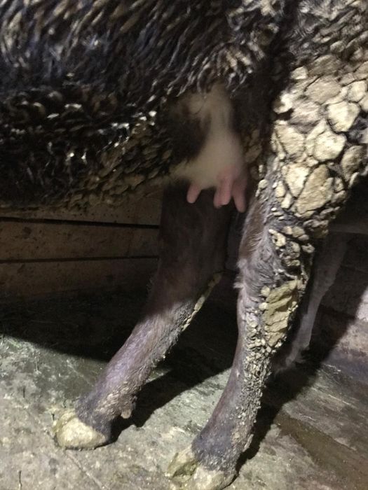 Продается первотелка