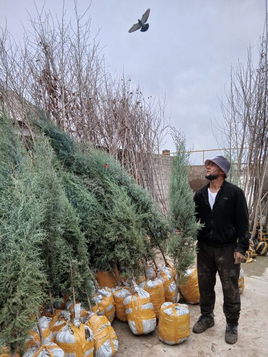 Archalar bor har hil turdagi