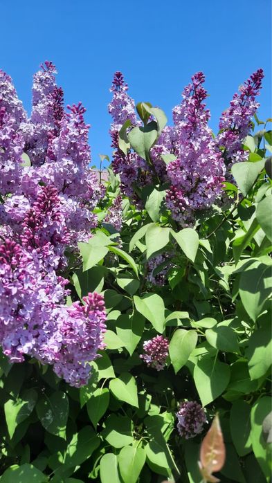 Сирень мкр.Атырау