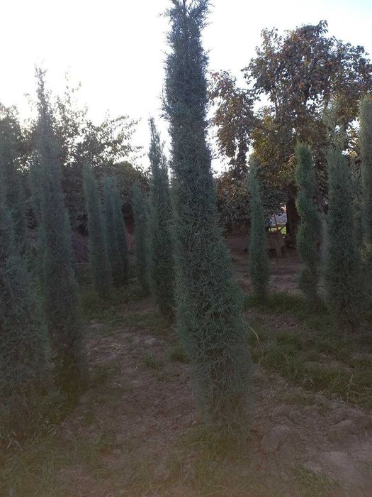 Голубой кипарис навли арчалар