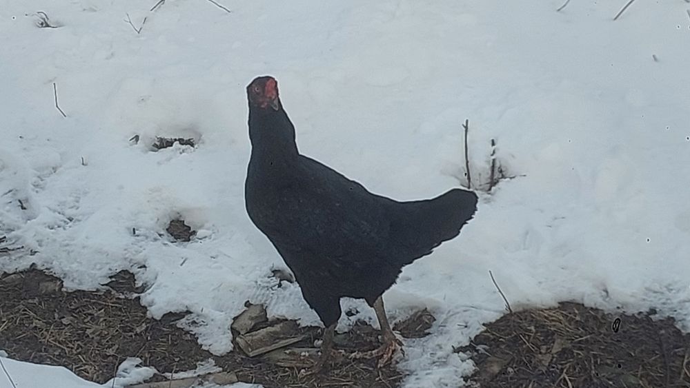 Курицы 9штук 1петух