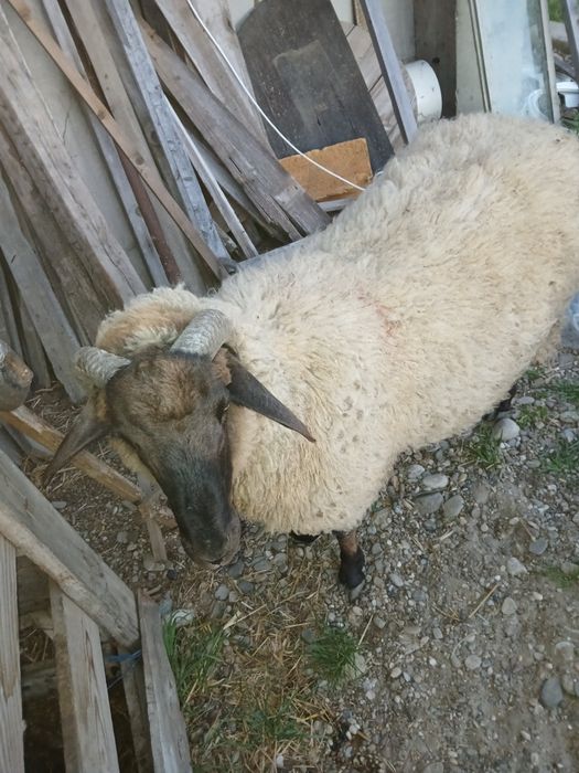 Vind trei oi și un berbec mior