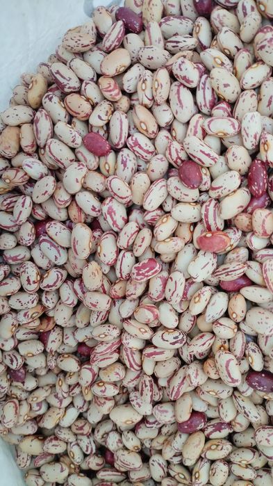 Fasole pestriță 2025