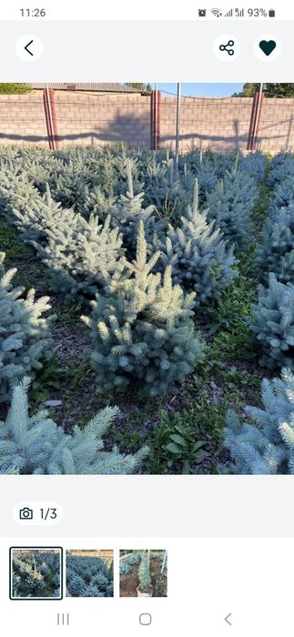 Галубой ель кримский.Galuboy el krimskiy