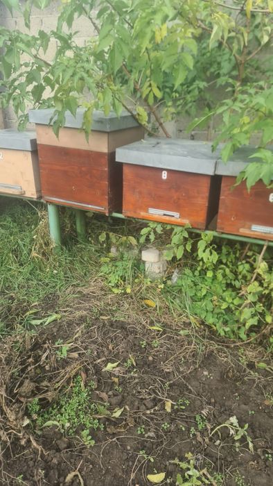 Vand lazi stupi 12 rame