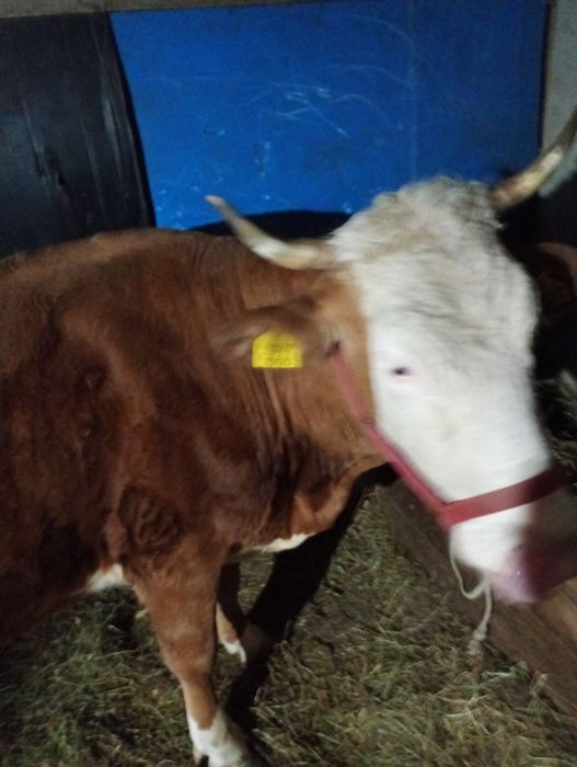 Vaca bălțată Românească