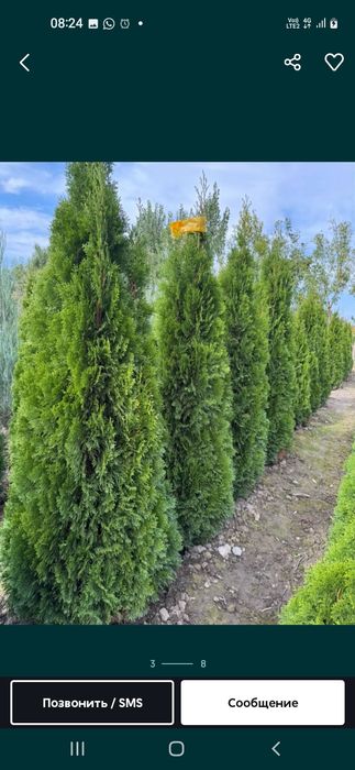 Саженцы көшеттердың барлық түрі бар