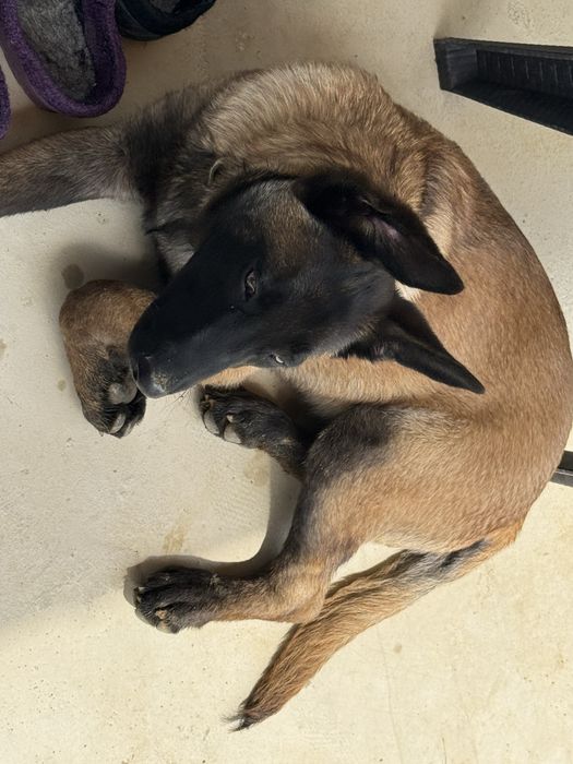 Vand mascul Malinois , ciobanesc belgian cu pedigree