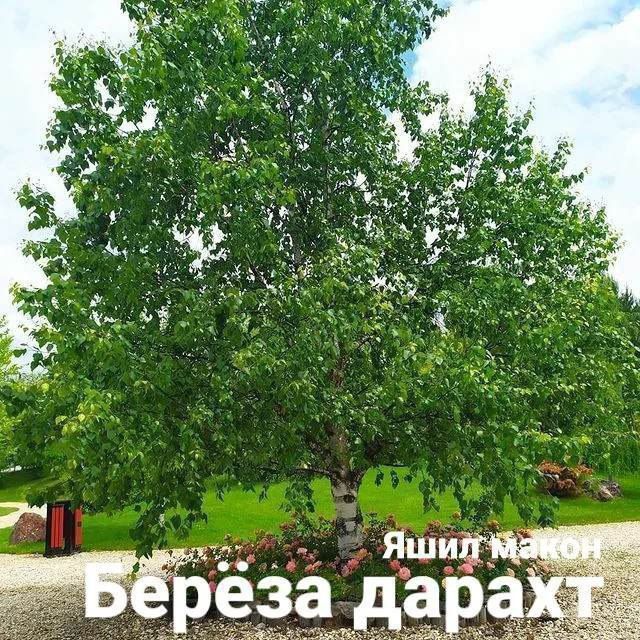 Sifatli manzarali ko‘chatlar bor.